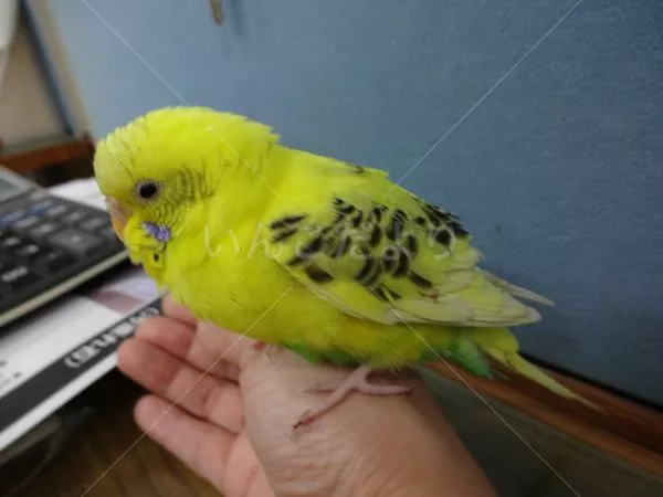 コメントの画像