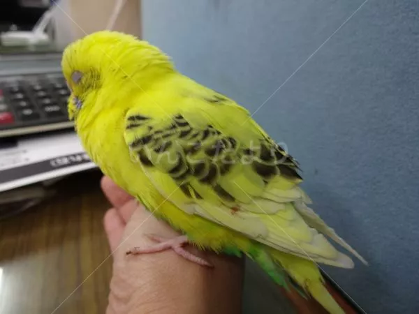 コメントの画像