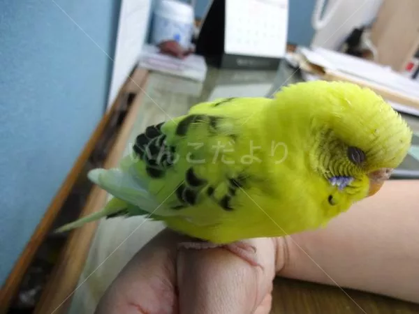 コメントの画像