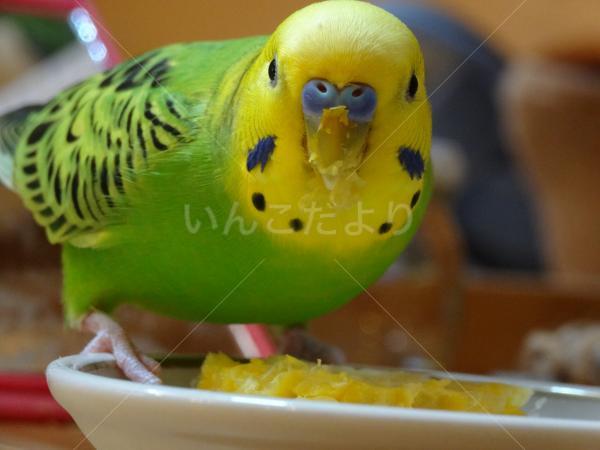コメントの画像