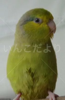 コメントの画像