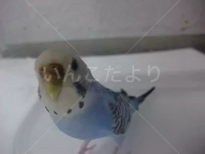 コメントの画像