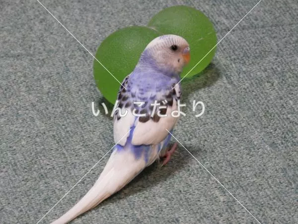 コメントの画像