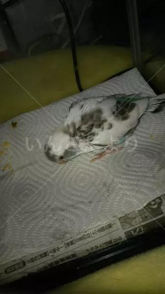 コメントの画像