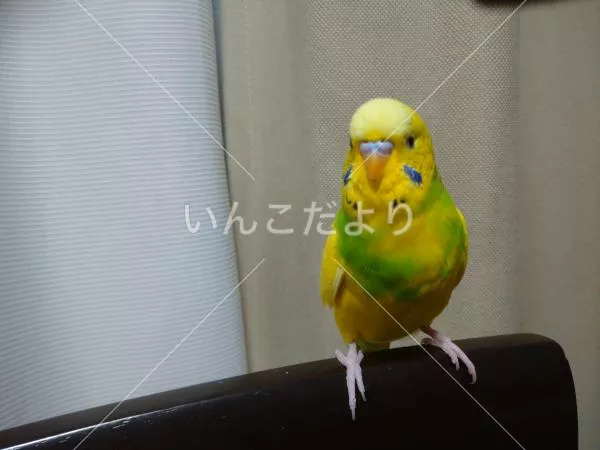 コメントの画像