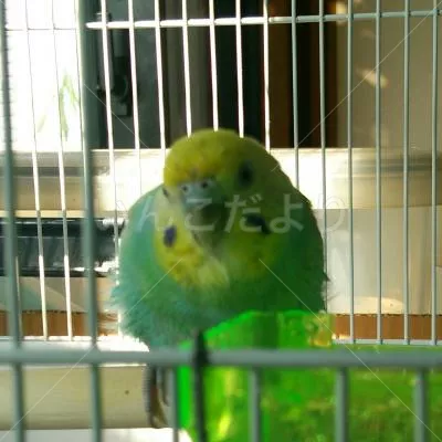 コメントの画像