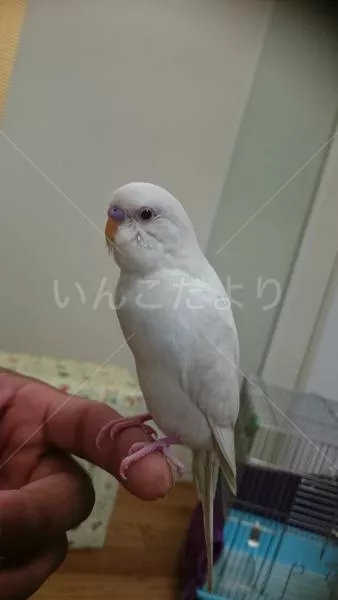 コメントの画像