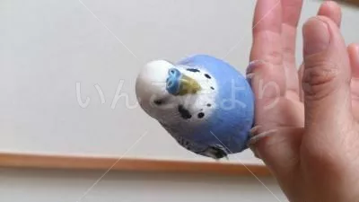 コメントの画像