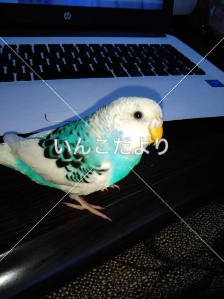 コメントの画像