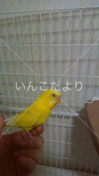 コメントの画像