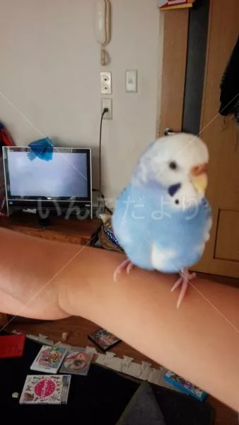 コメントの画像