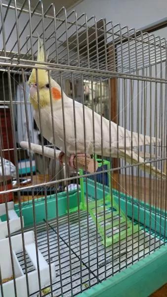 コメントの画像