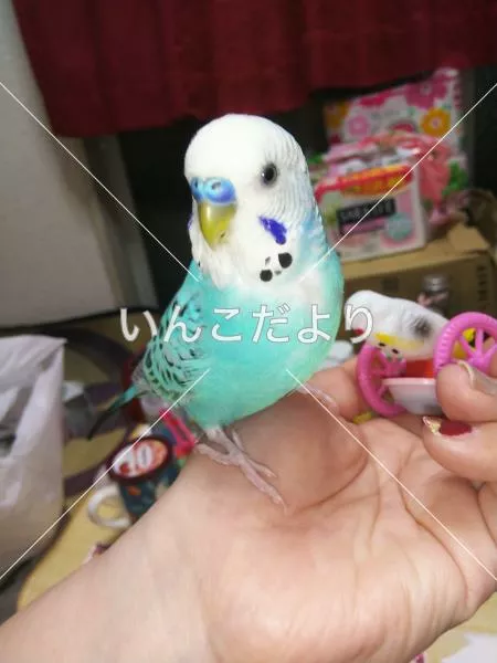 コメントの画像