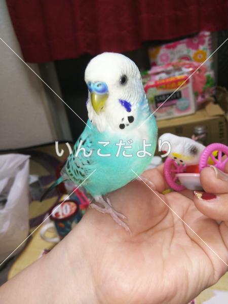コメントの画像