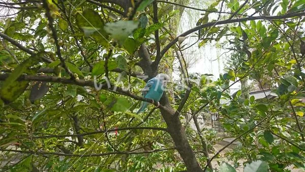 コメントの画像