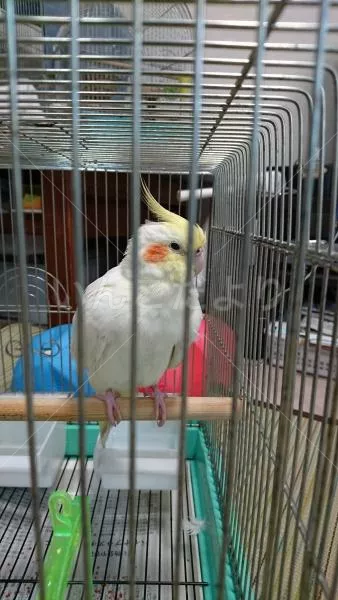 コメントの画像