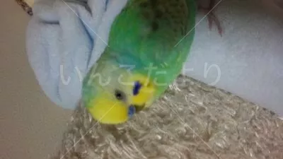 コメントの画像