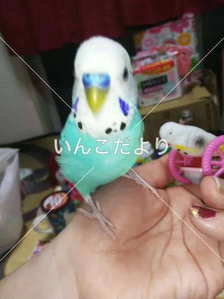 コメントの画像