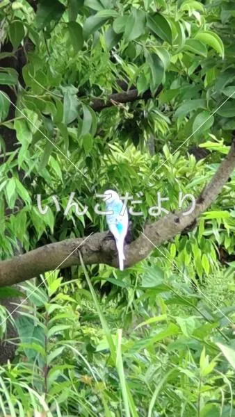 コメントの画像