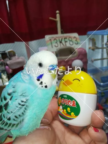 コメントの画像