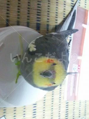 コメントの画像