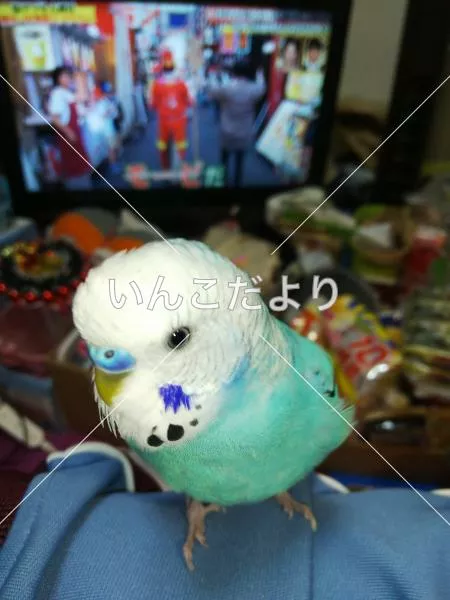 コメントの画像