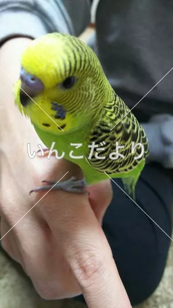 コメントの画像