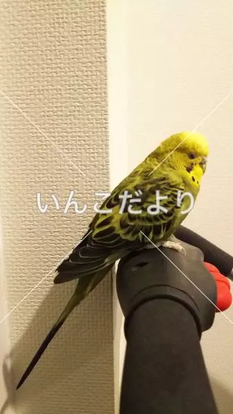 コメントの画像