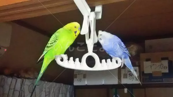 コメントの画像