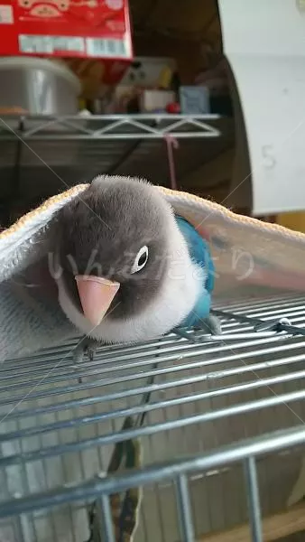 コメントの画像