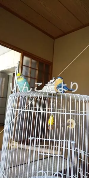 コメントの画像