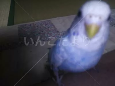 コメントの画像