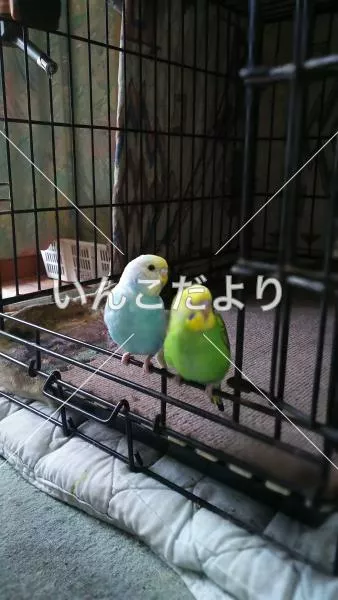 コメントの画像