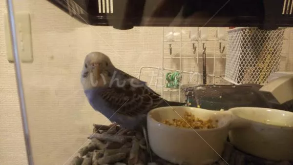 コメントの画像