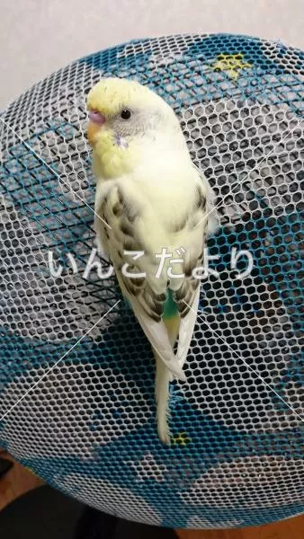 コメントの画像