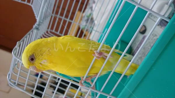 コメントの画像