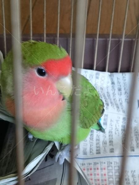 コメントの画像