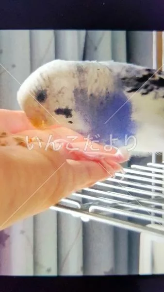 コメントの画像