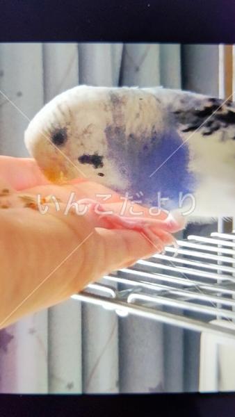 コメントの画像