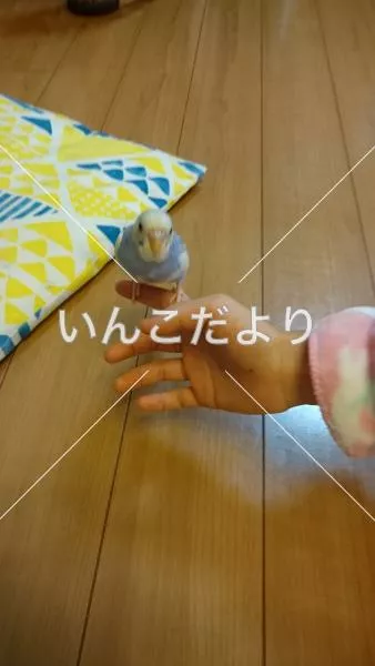 コメントの画像