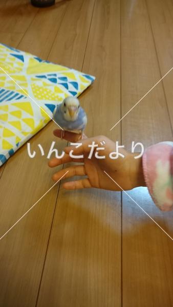 コメントの画像