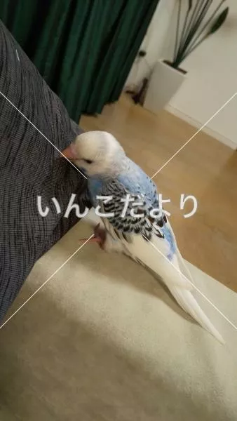 コメントの画像