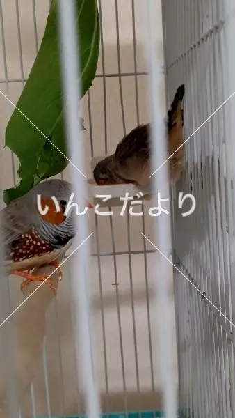 コメントの画像