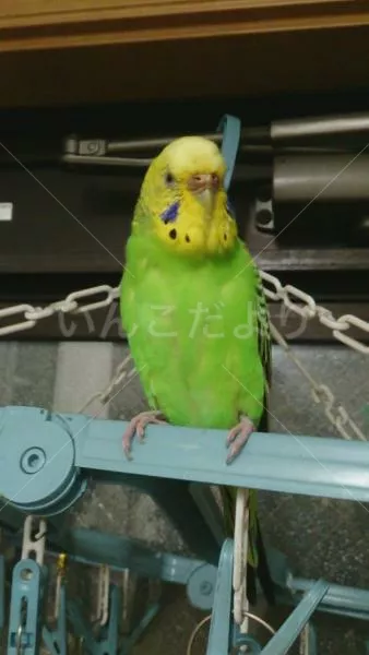 コメントの画像