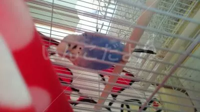 コメントの画像