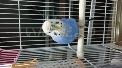 コメントの画像