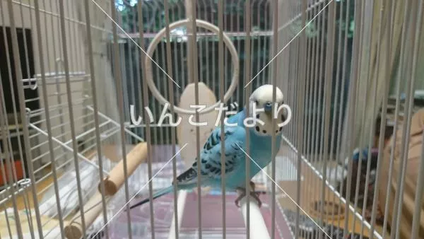 コメントの画像