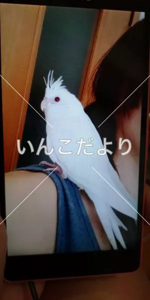 コメントの画像