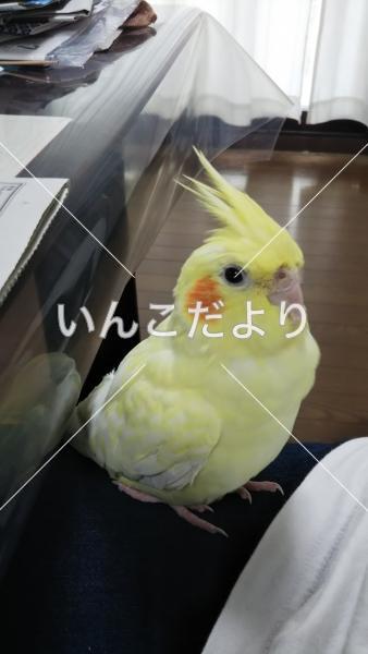 コメントの画像