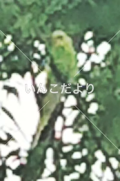 コメントの画像